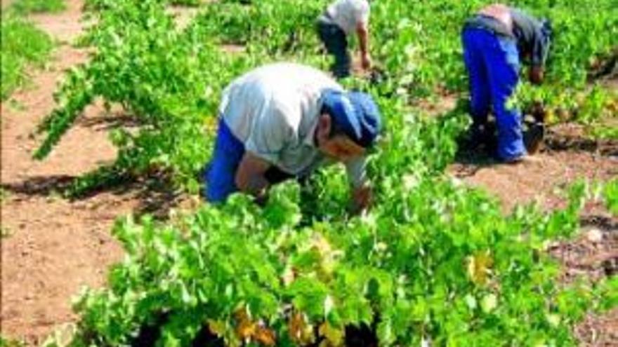 Coag prevé unas pérdidas de once millones de  en el sector vinícola