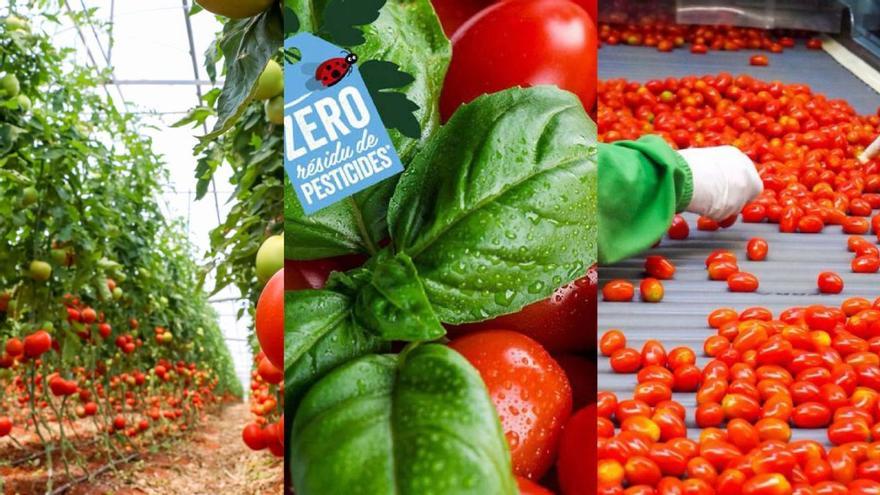 Azura se consolida en el &#039;top 10&#039; de proveedores de fruta y verdura de Francia