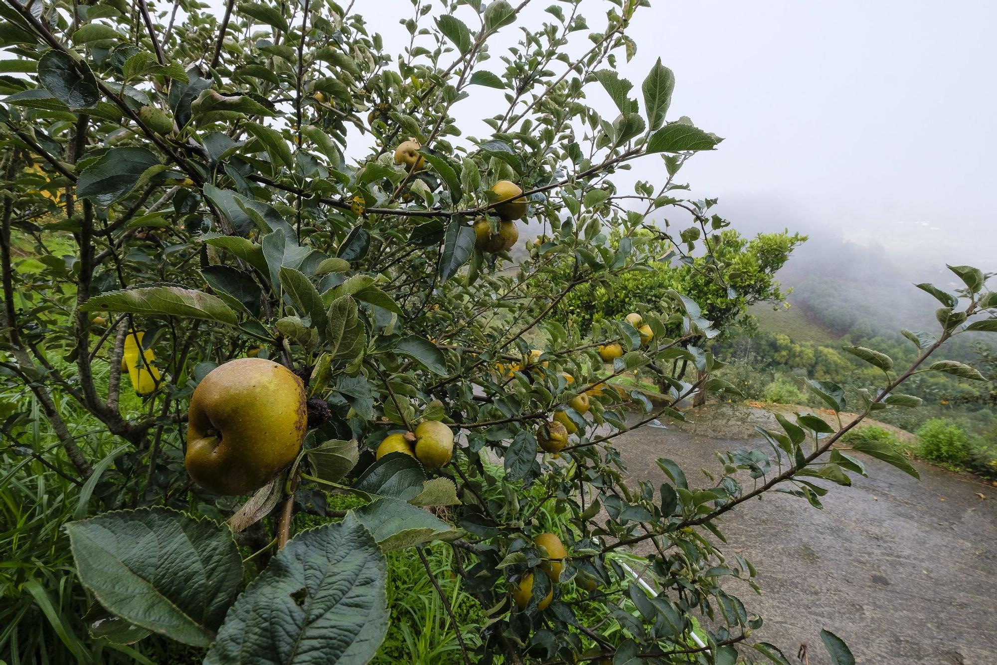 Un chubasco de manzanas