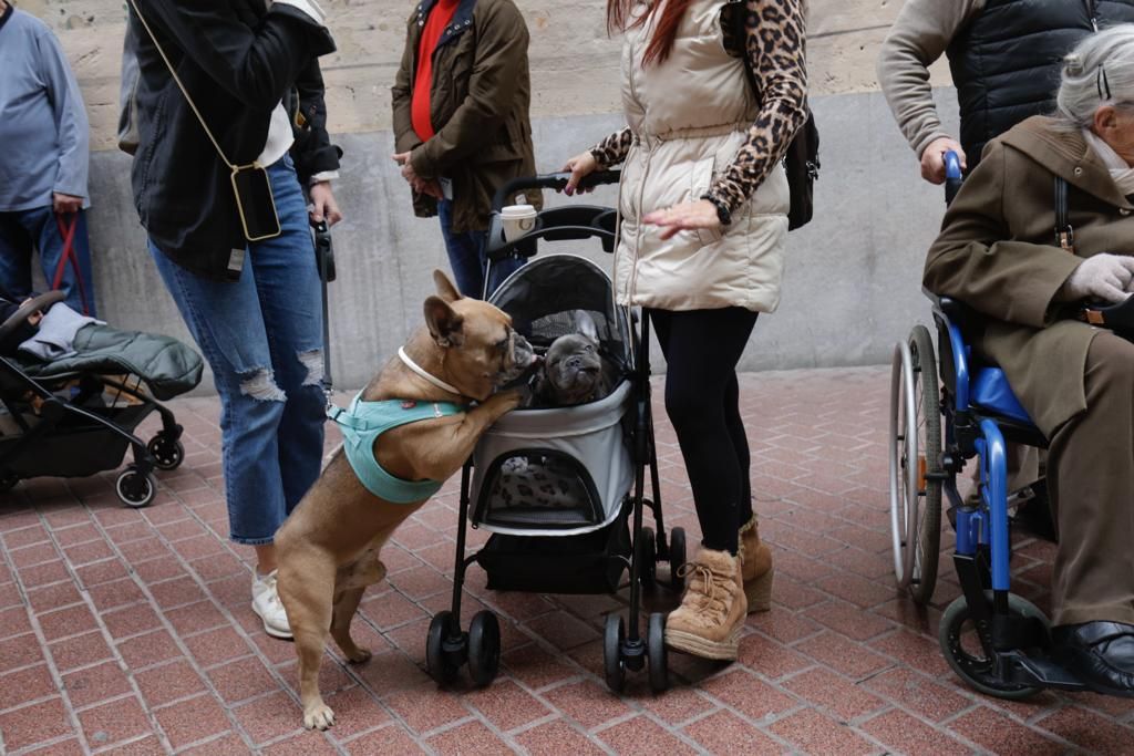 Palma celebra sus primeras 'beneïdes' sin animales exóticos por la Ley de Bienestar Animal