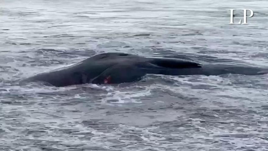 Los vecinos de Melenara sorprendidos con la aparición de un cachalote en la orilla de la playa