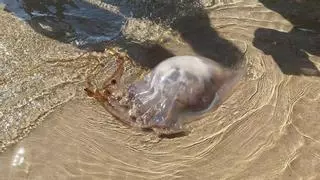 Aparece en las playas de la Comunitat una medusa que puede pesar hasta 40 kilos