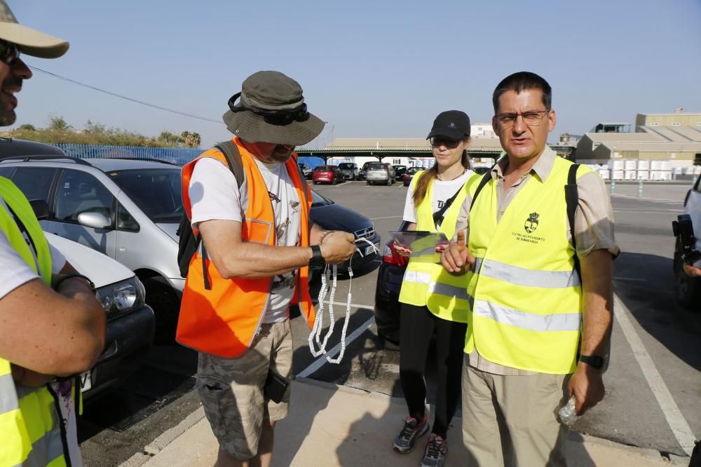 El Ayuntamiento de Torrevieja y la Conselleria de Medio Ambiente realizaron el anillamiento anual de la colonia de gaviotas establecida en el saladar de la laguna de Torrevieja con la ayuda de 30 volu