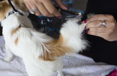 Castelló acoge el Campeonato de Belleza Canina