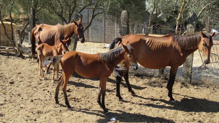 Encuentran 28 caballos desnutridos en una finca ganadera en Sevilla