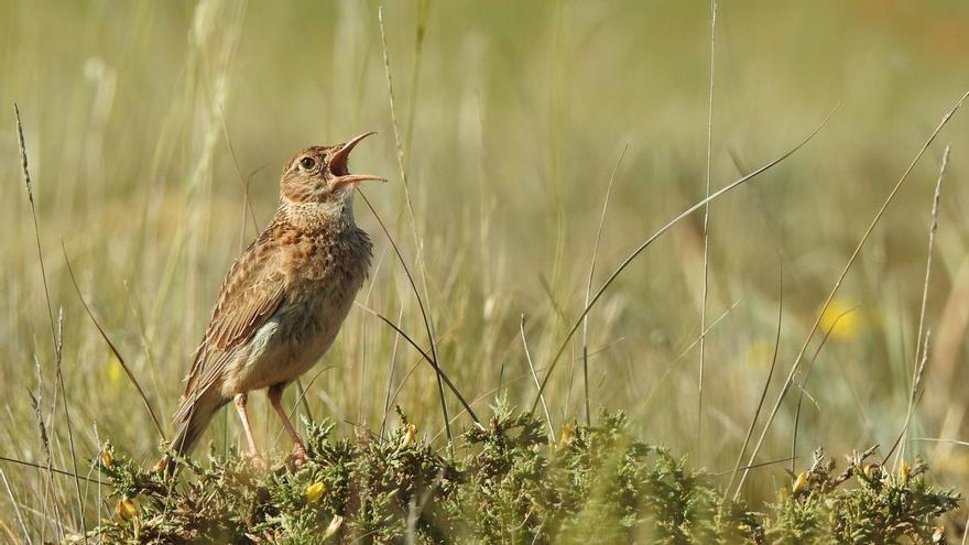 Polémica por un proyecto de granjas avícolas en una de las últimas áreas de un ave al borde de la extinción