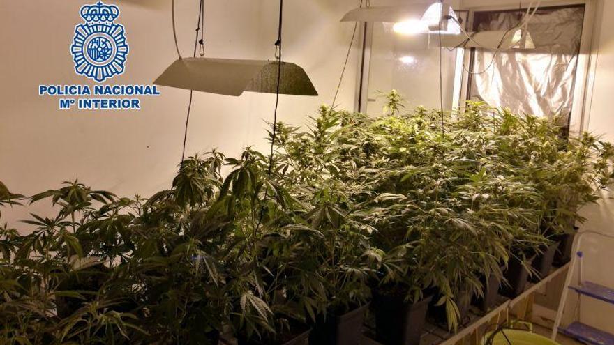 Desmantelan un cultivo &#039;interior&#039; de marihuana en una vivienda de Zaragoza