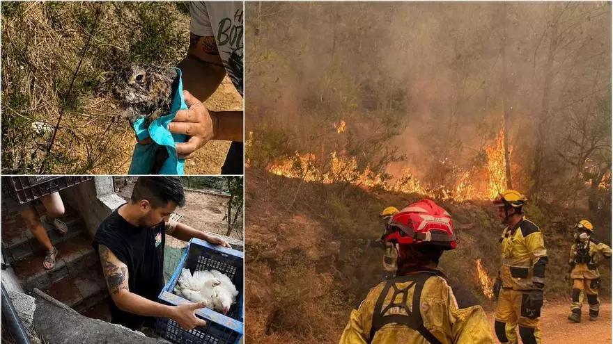 Vídeo: Rescate de animales durante el incendio de la Vall d'Uixó
