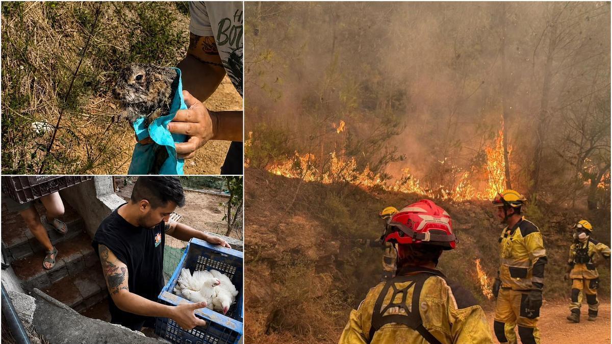 Vídeo: Rescate de animales durante el incendio de la Vall d'Uixó