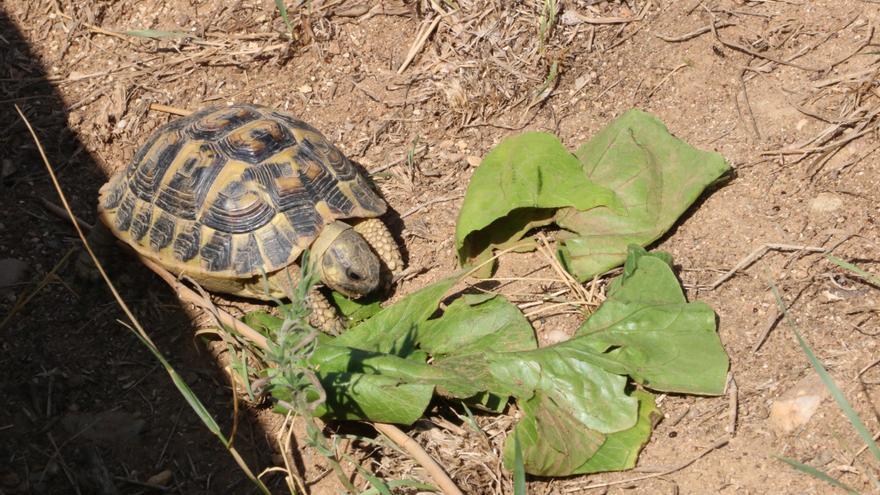 Una tortuga mediterrània adulta menjant enciam