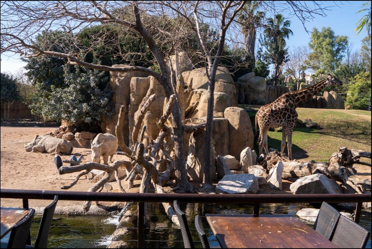Bioparc es un modelo de parque de animales basado en la zooinmersión