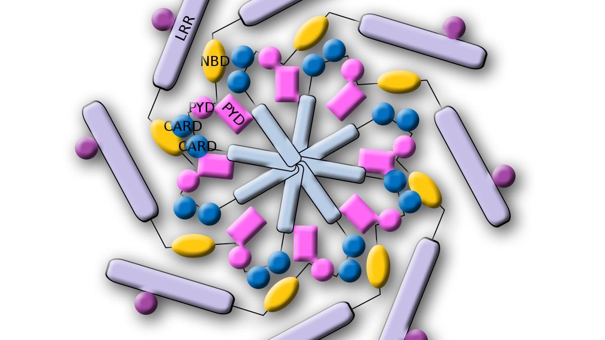 Imib R2 IMIB y UMU potencian la investigación en diabetes