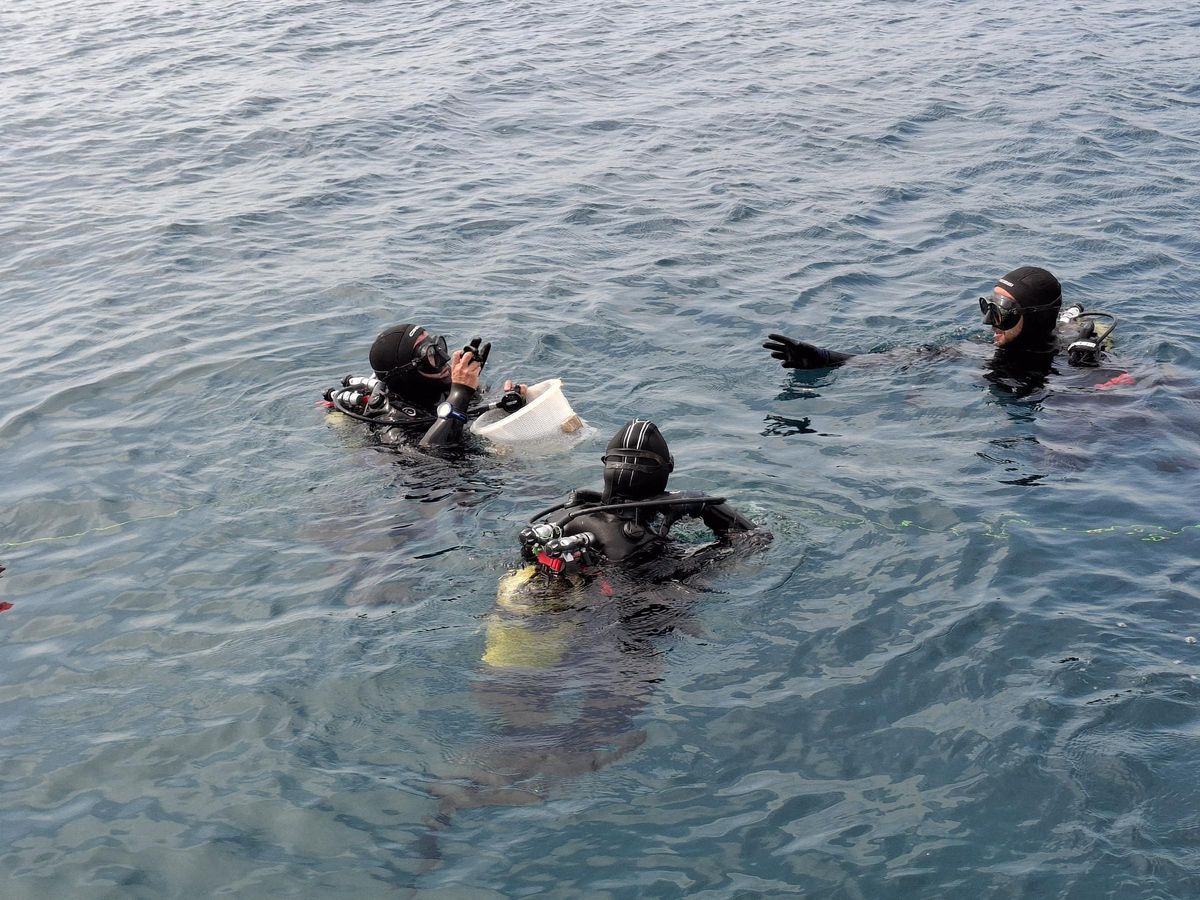 Los buceadores del Oceanogràfic antes de sumergirse para depositar en el fondo marino los erizos