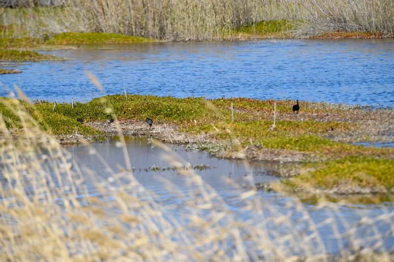 Acumulación de mosquitos en la Charca de Maspalomas