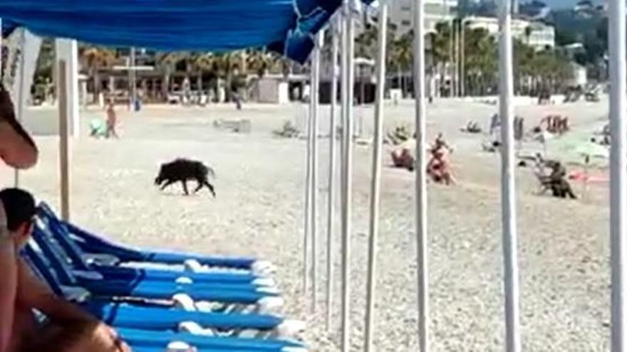 Un jabalí sale del agua y aparece en la playa de el Albir