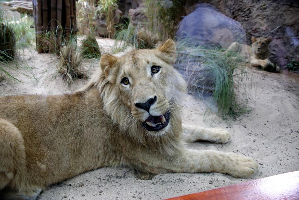 Delia Padrón Inauguración del Lion's Kingdom, la exhibición de los leones africanos, en Loro Parque