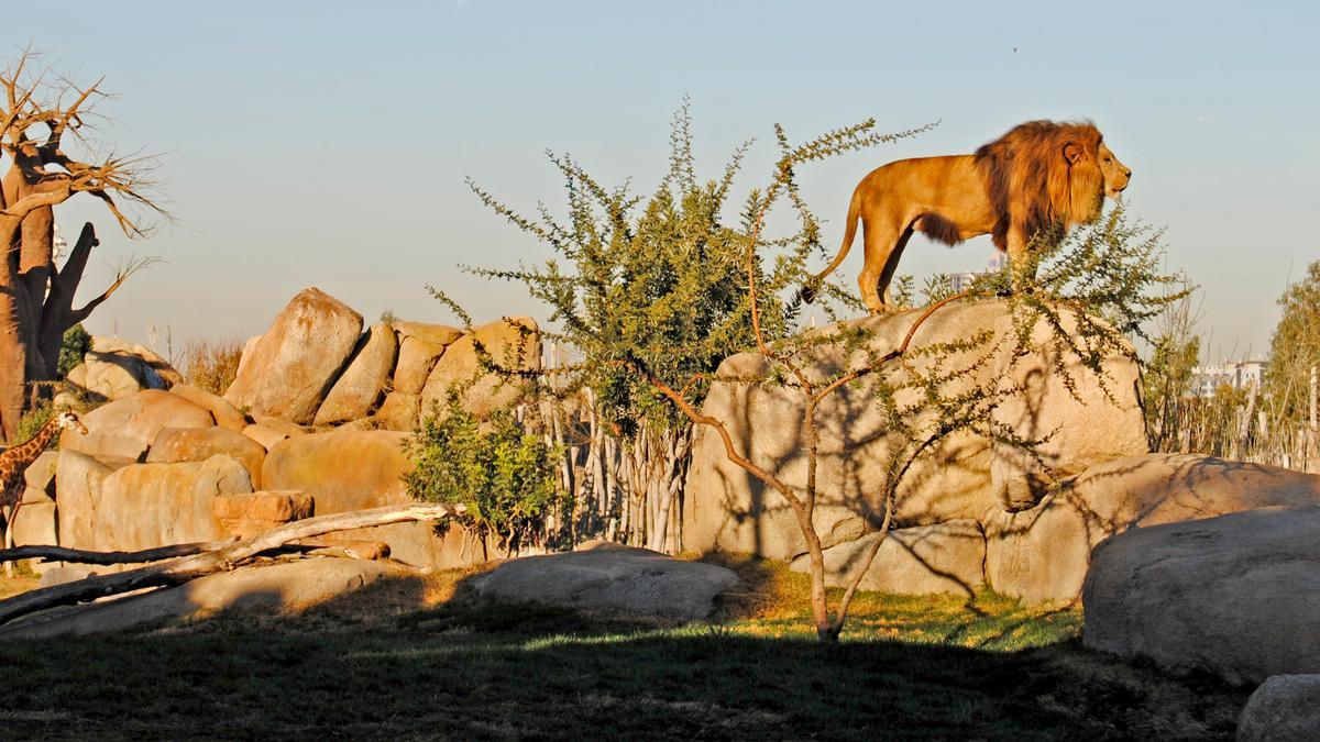 Ejemplar de león en el kopje de Bioparc València.