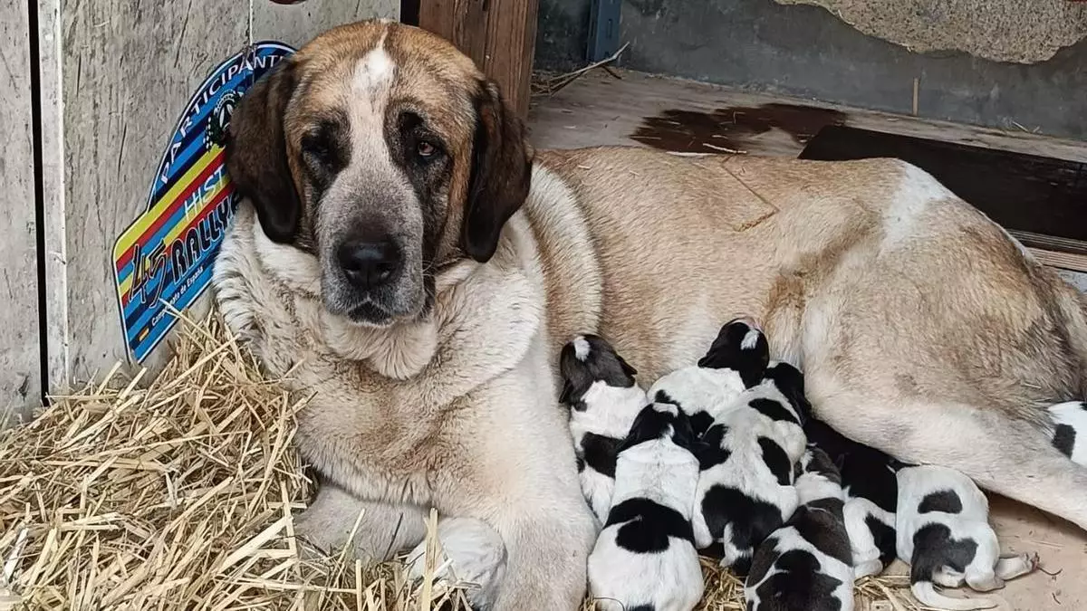 Nacen diez pastores del osu en un parto clave para salvar la única raza de perro asturiana: "Son increíbles"