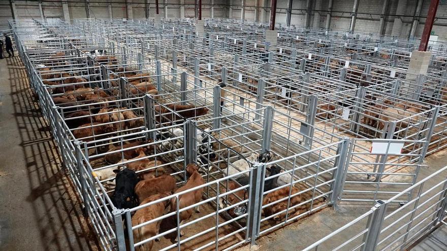 La Central Agropecuaria de Galicia amplía su capacidad con un nuevo pabellón en Silleda