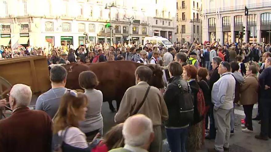 Centenares de ovejas toman las calles de Madrid