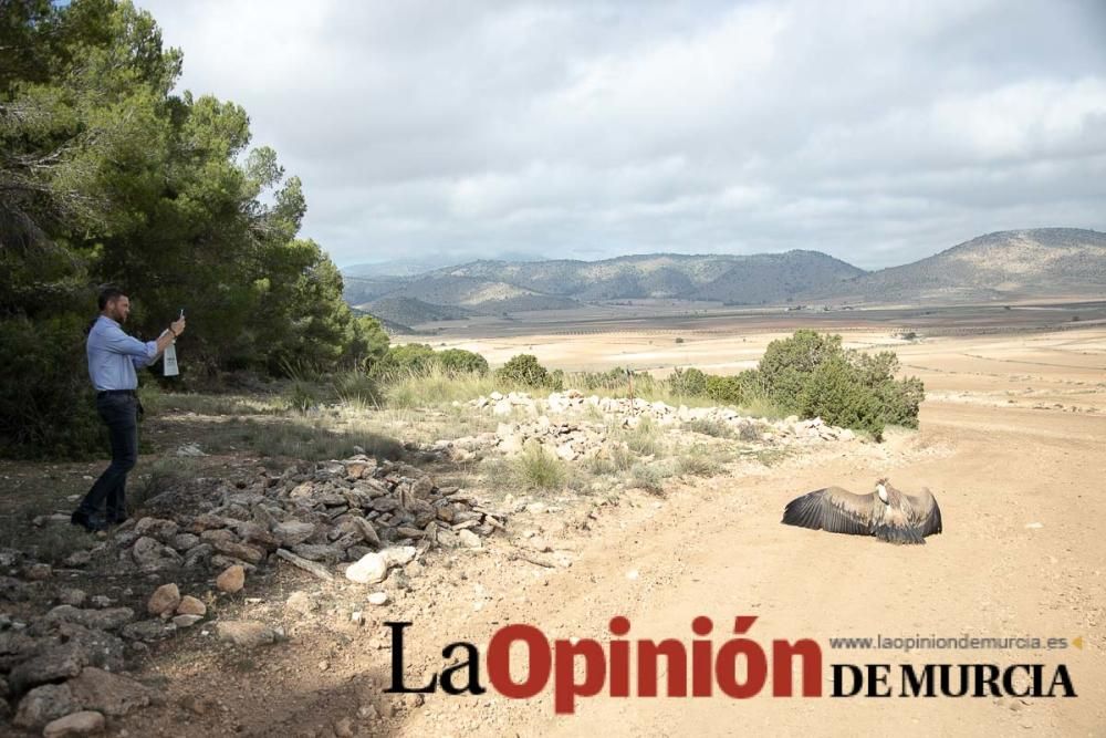 Liberan un Buitre Leonado en la Sierra de Mojantes