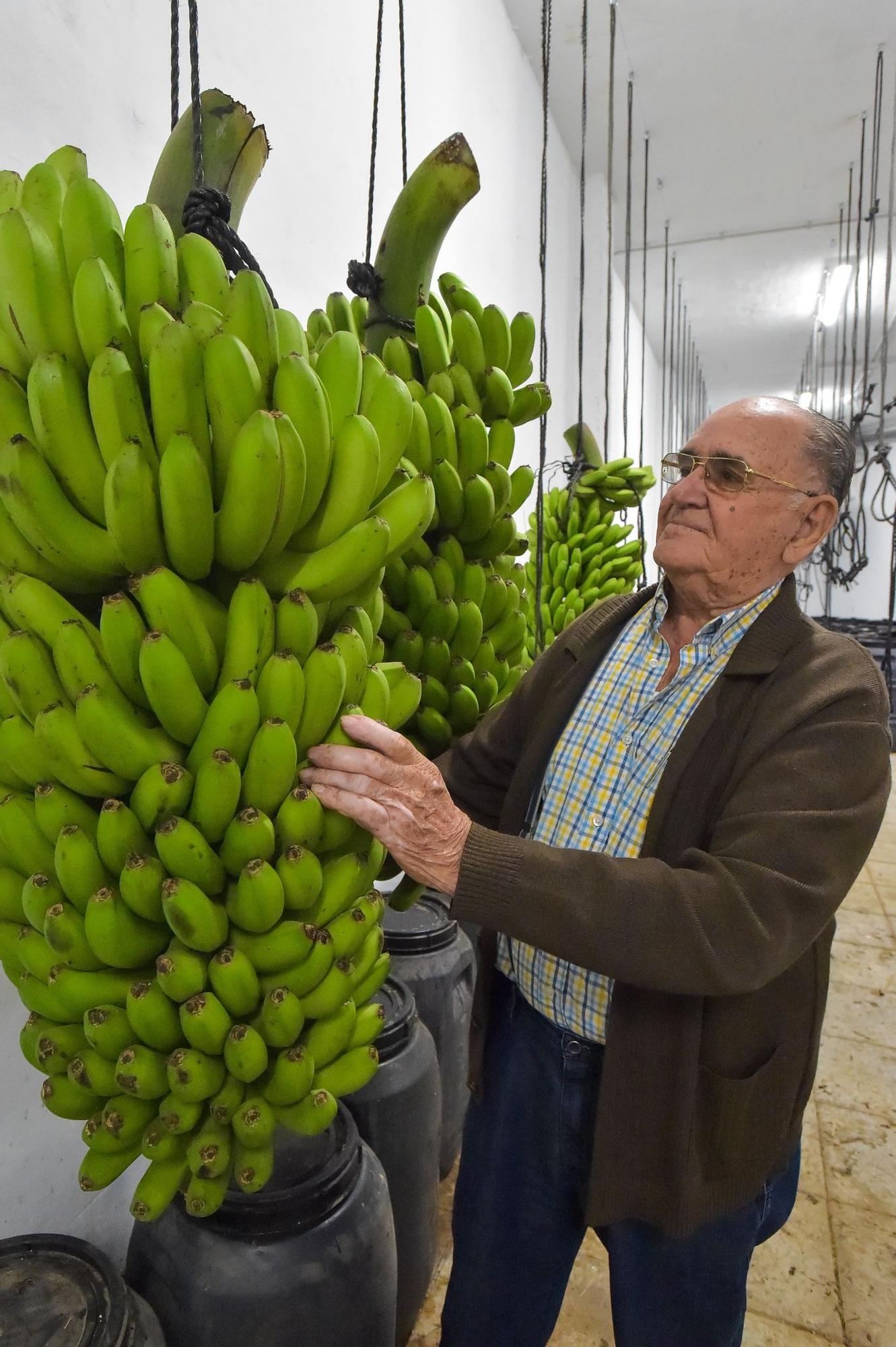 José Medina Rodríguez, en su finca de El Ejido