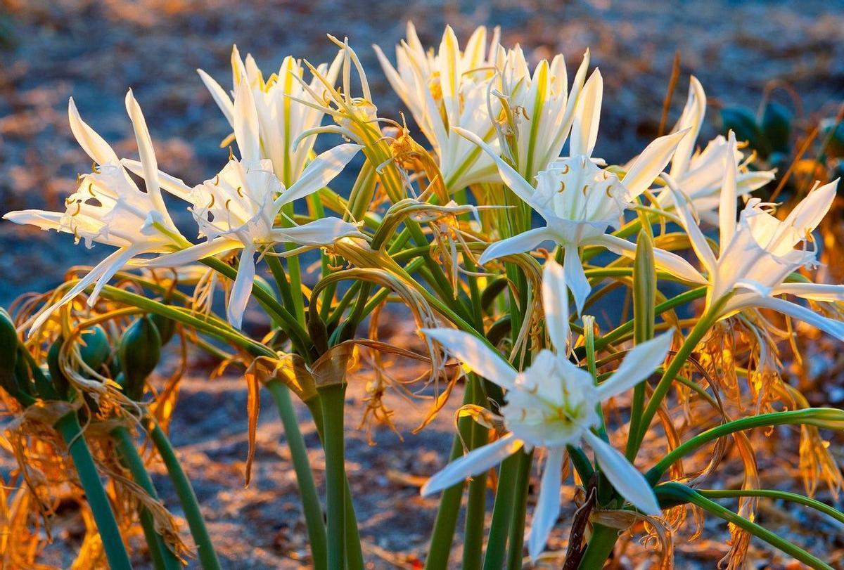 Hymenocallis