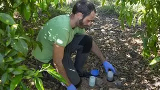 La Universidad de Córdoba prueba el uso de hongos para controlar la mosca de la fruta
