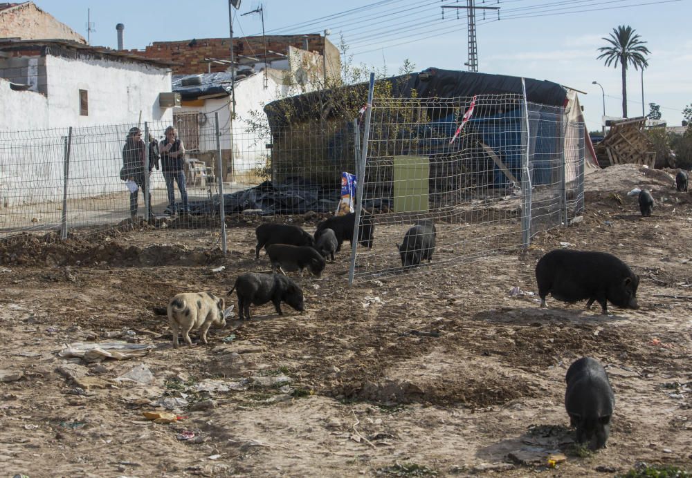 El gobierno local pretende acabar con la colonia de cerdos vietnamitas.