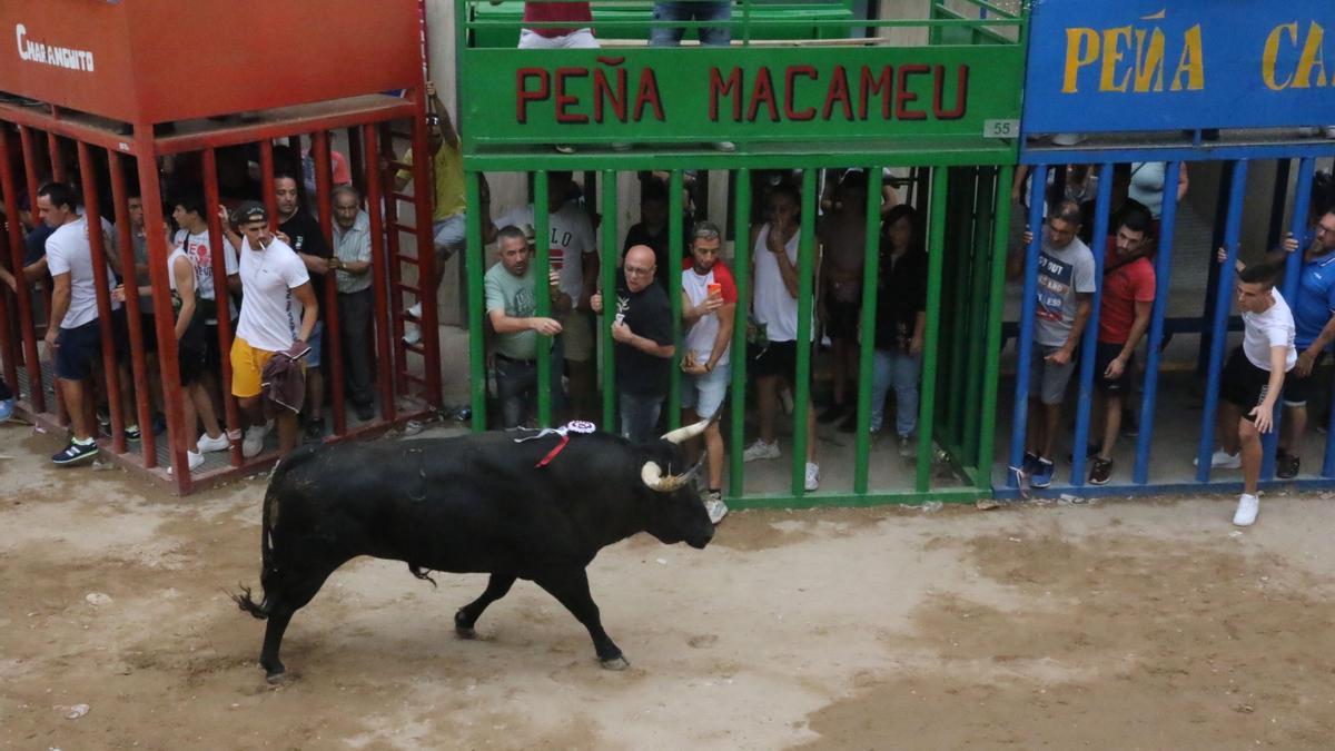 Imagen de un festejo tradicional de bou al carrer