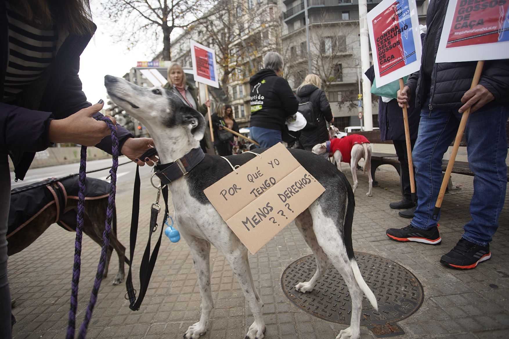 Concentracions del PACMA a Girona per reclamar incloure els gossos de caça a la llei de protecció animal