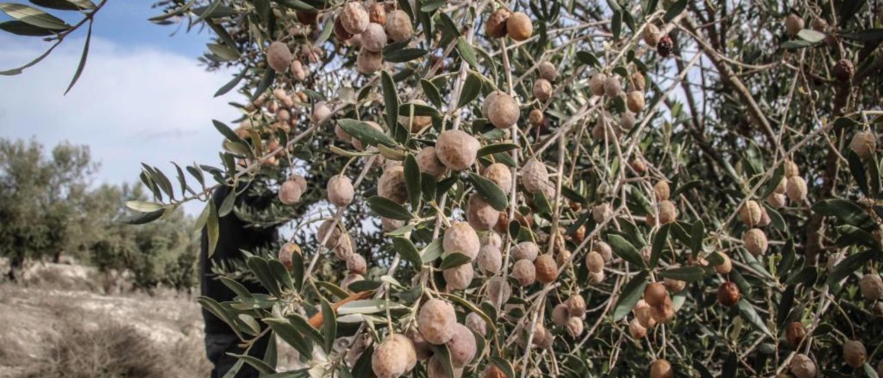 La mitad de los dueños de fincas agrarias sobrepasa los 65 años