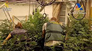 Golpe al consumo de drogas en Canarias: siete detenidos y 45 kilos de marihuana incautados