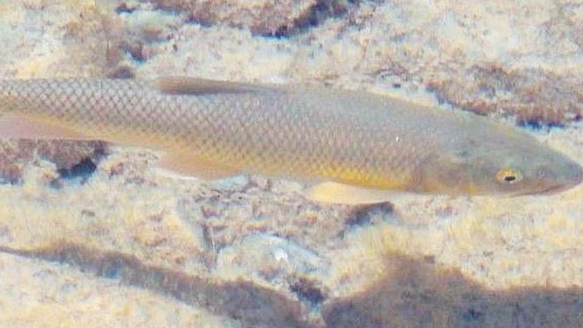 Un exemplar  de Luciobarbus graellsii.  | DIARI DE GIRONA