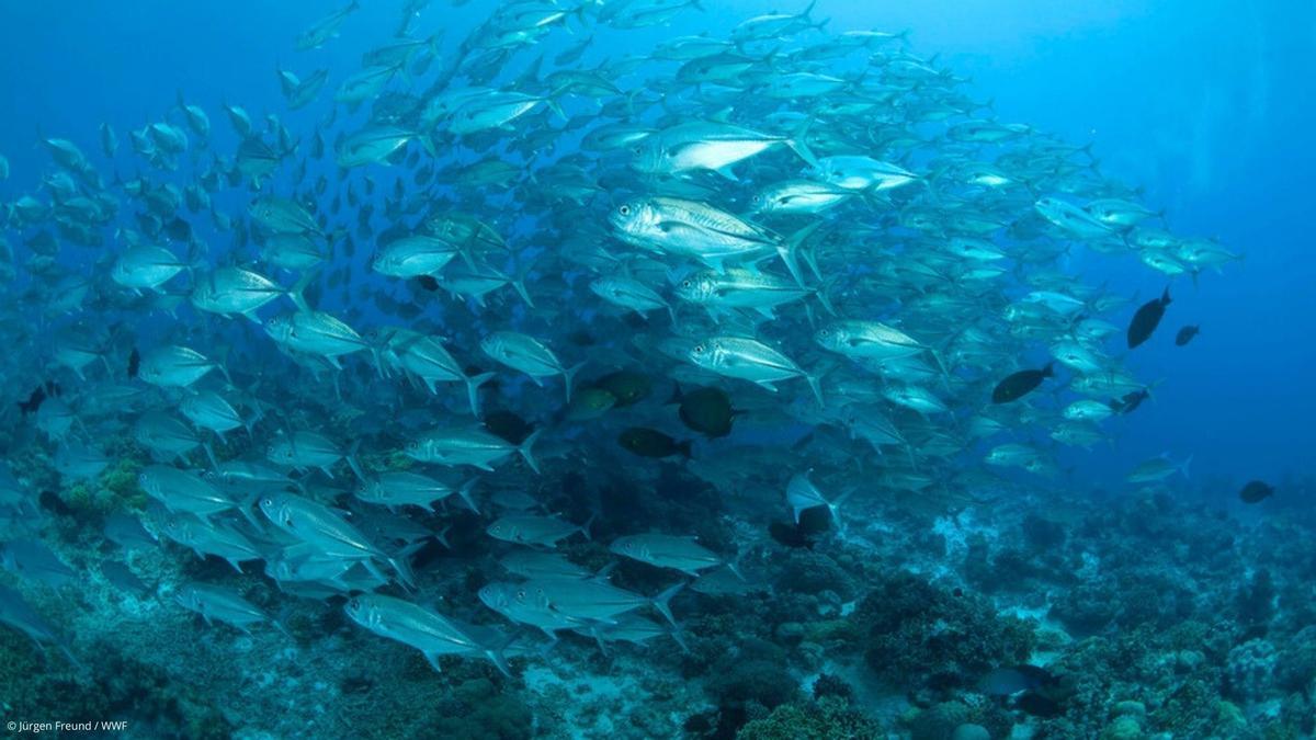 Los recursos marinos en alta mar quedan ahora más protegidos