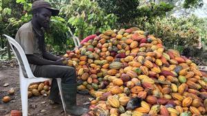 fcasals41626492 a farmer sits as he prepares to open a cocoa pod in ntui vil180120131748