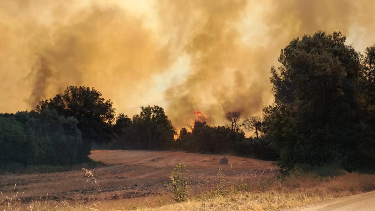 Arde sin control un incendio forestal a las Gavarres en la Bisbal