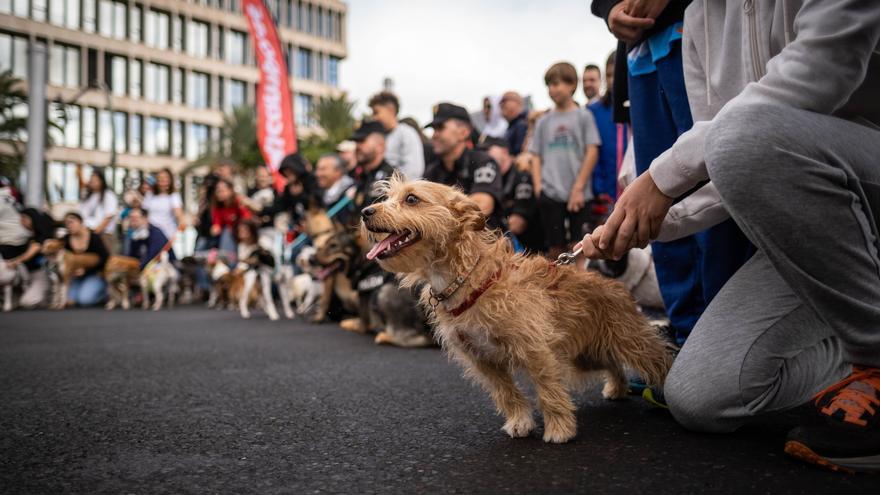 El día que las mascotas sacan a sus dueños