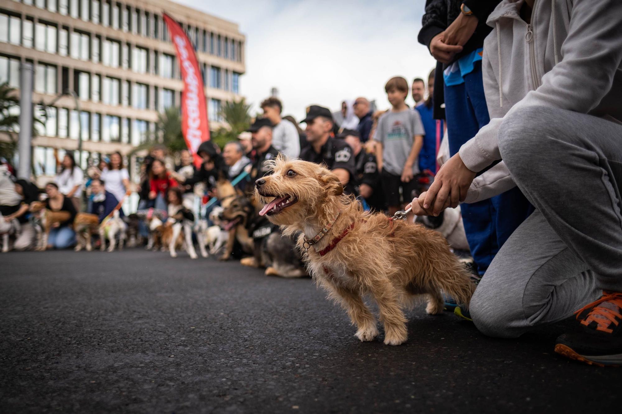 Día de las Mascotas en Santa Cruz de Tenerife