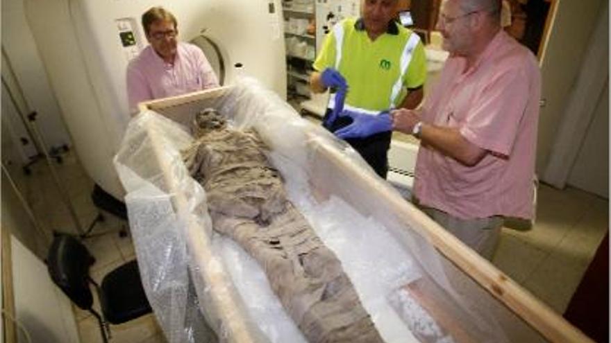 Narcís Bardalet, preparant-se per analitzar la mòmia exhibida al Museu Darder.