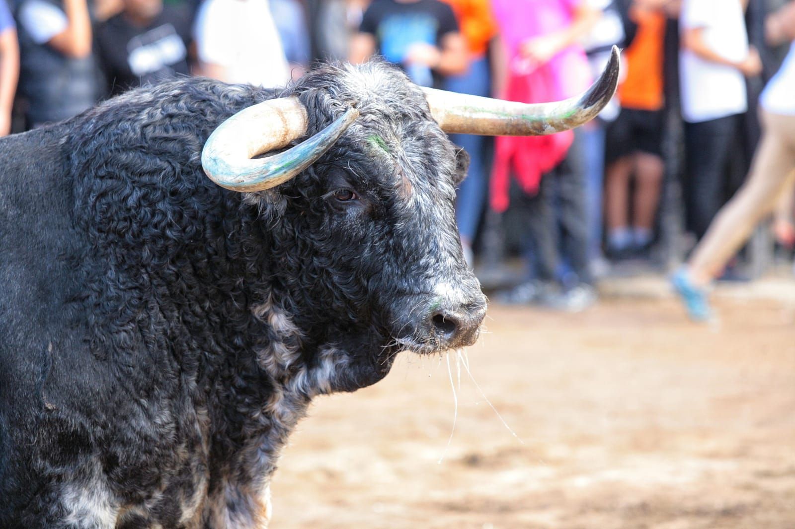 Las mejores imágenes de la jornada de toros del miércoles en Almassora