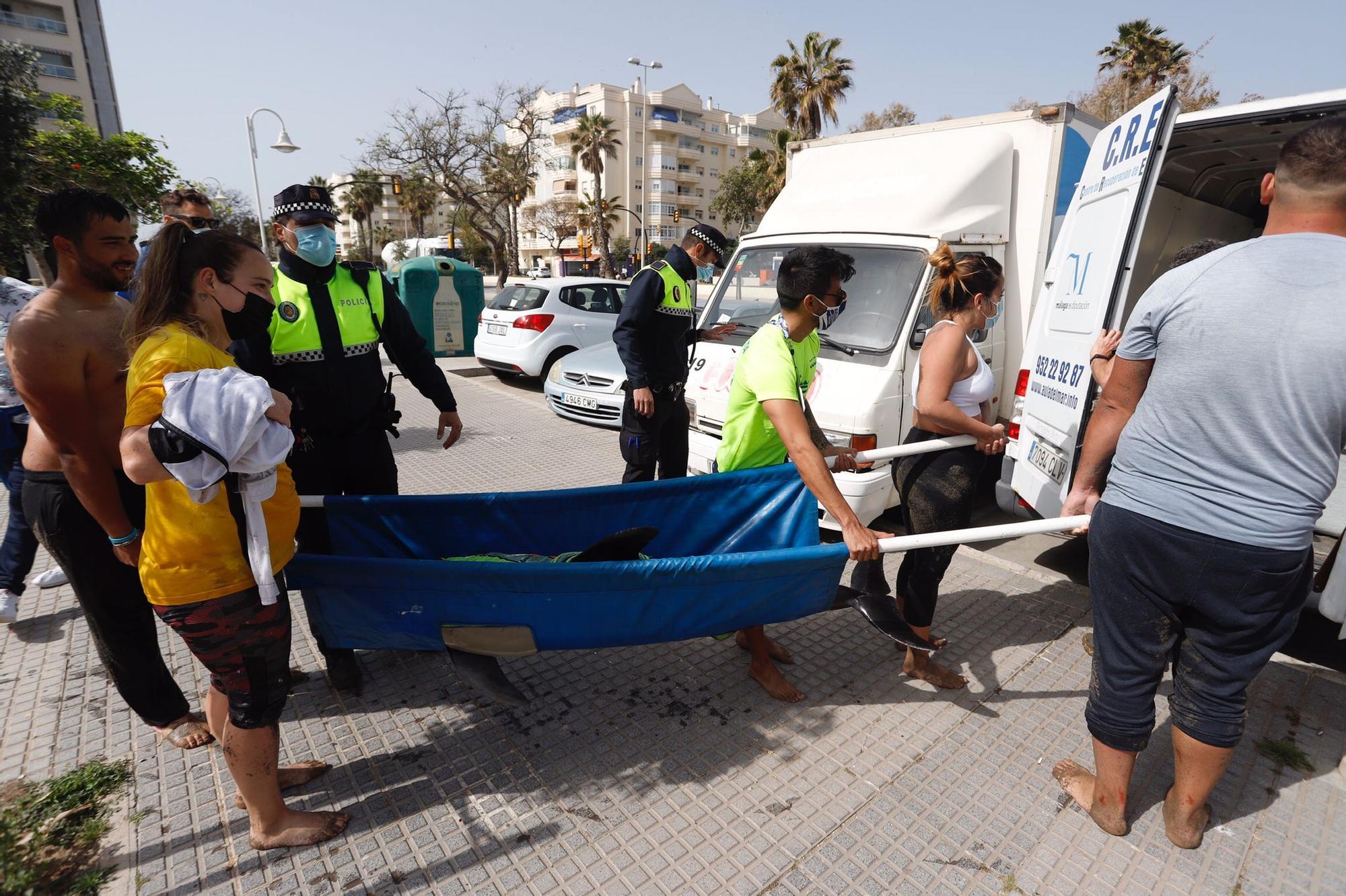 Rescatan a un delfín varado en la Misecordia