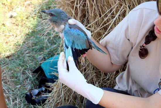 Campanya per protegir el gaig blau