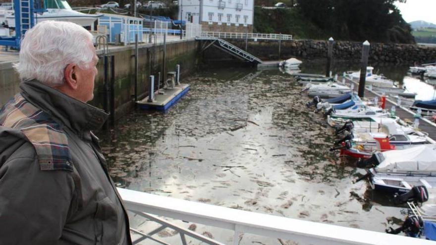 Los restos del temporal. En el puerto de Figueras (Castropol) se acumulan restos de troncos y maleza que fueron arrastrados en los últimos días como consecuencia del fuerte oleaje y el temporal de viento.