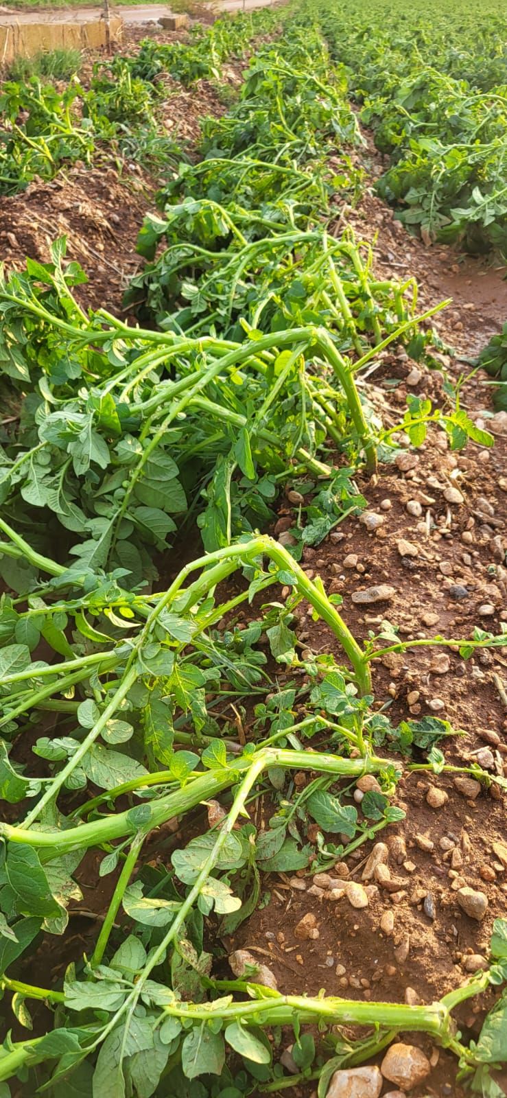 Una granizada destroza el cultivo de la patata en sa Pobla
