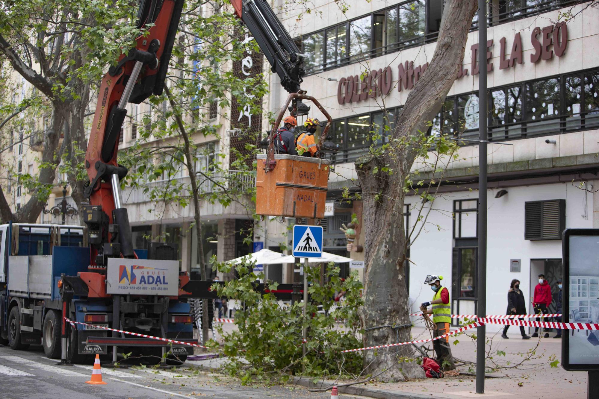 Talan cinco plataneros de grandes dimensiones en mal estado en la Albereda de Xàtiva