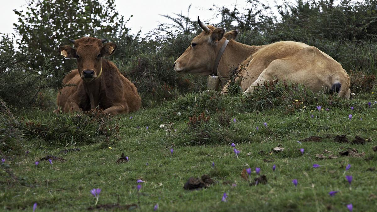 Una vaca y un xatu.