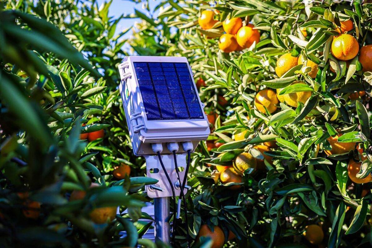 Fotómetro de SC Robotics en un campo de cultivo.