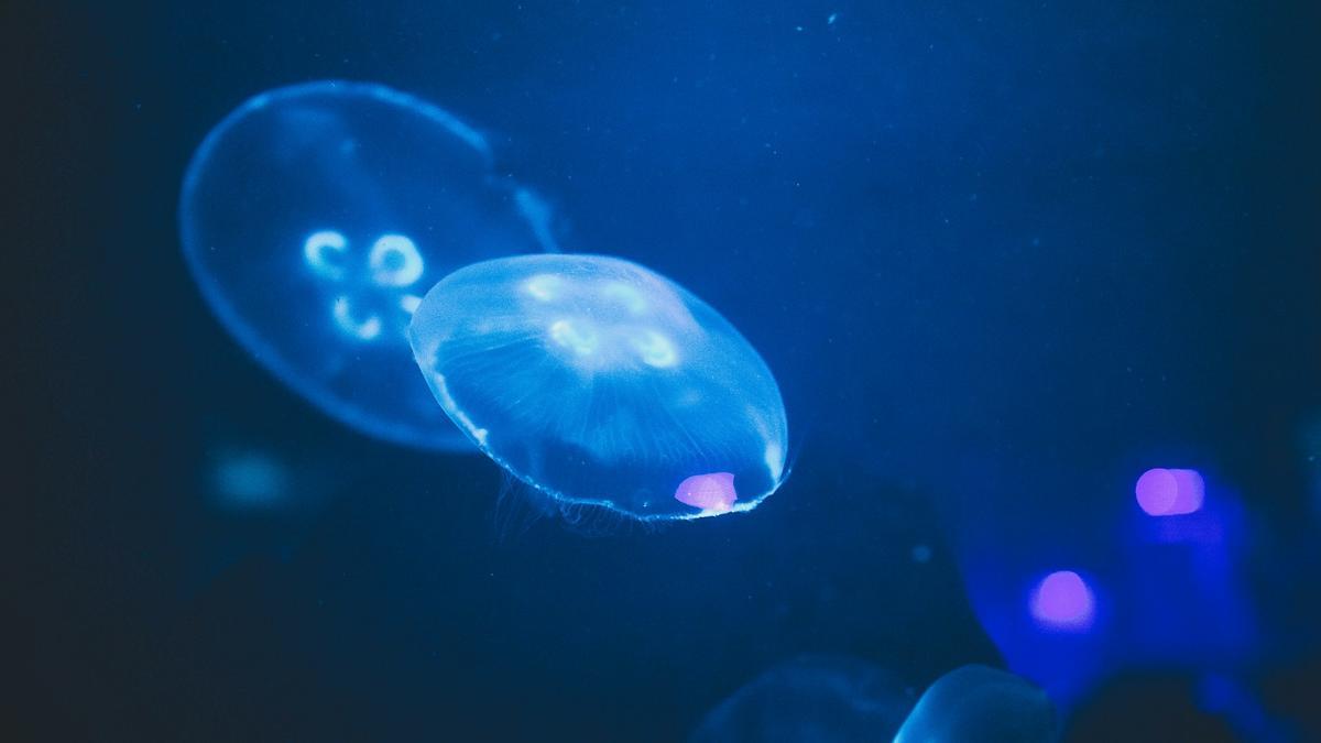 Hasta ahora solo  el 10 por ciento de las especies de eucariotas, como las medusas, han sido catalogadas.