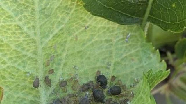 Colonia de pulgón ceniciento en una hoja de manzano.